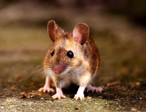 How to Keep Mice Out of Your Iowa City Home This Winter