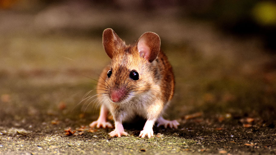 Mice sneaking in a house in Iowa City - how to keep mice out