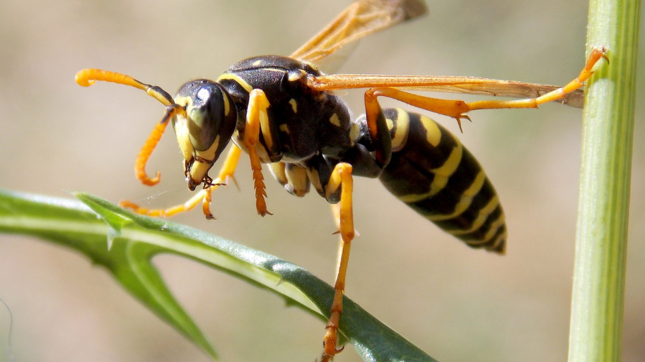 Wasp Removal in Cedar Rapids, IA