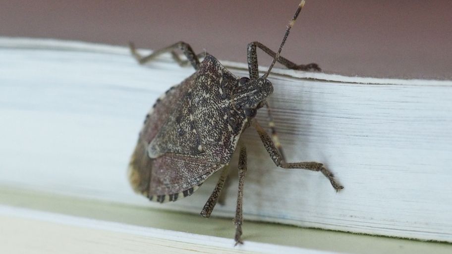 Brown Marmorated Stink Bug Crawling in a House in Iowa City, IA - How to Get Rid of Stink Bugs