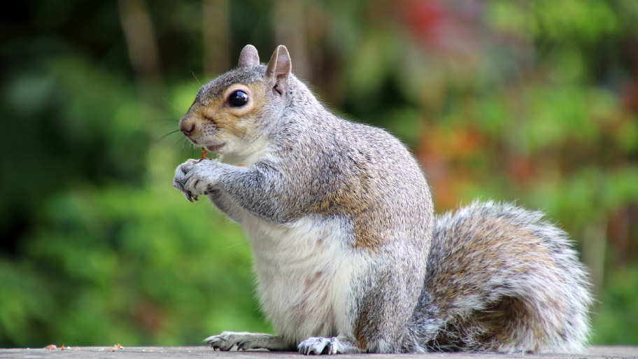 Squirrel Removal in Fairfax, IA