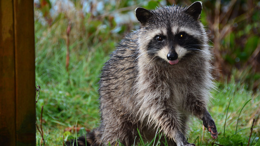 Raccoon Removal in Fairfax, IA