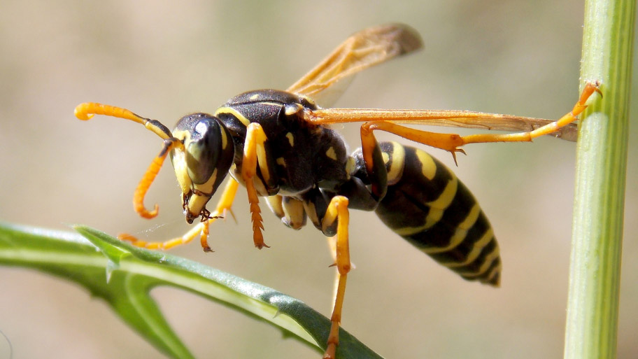 Wasp Removal in Fairfax, IA