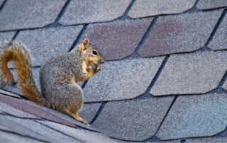 squirrel entering an attic through the roof - Squirrel Damage in Attics