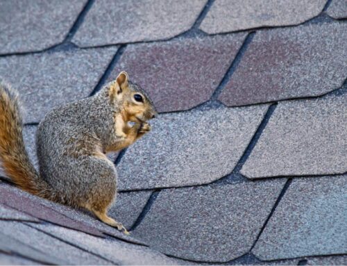 Signs of Squirrel Damage in Attics: Iowa City Homeowner’s Guide to Winter Wildlife