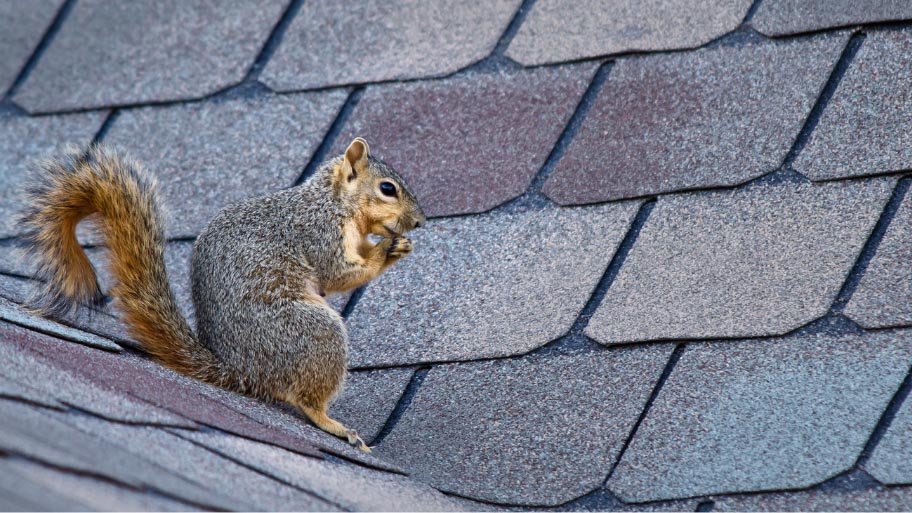 squirrel entering an attic - Squirrel Damage in Attics